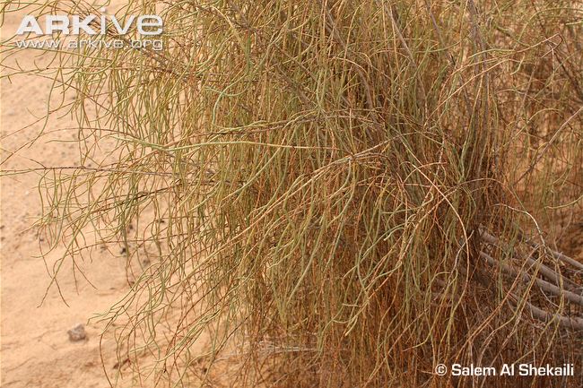 معرفی و راهنمای پرورش درختان زینتی - تاغ